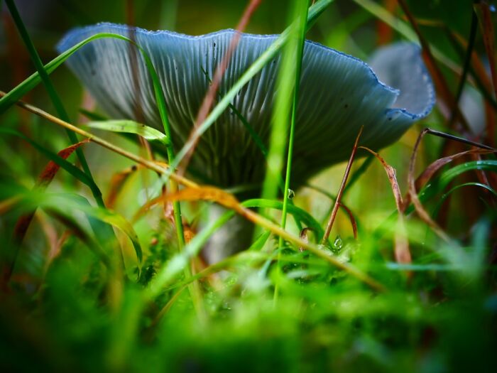 Hey Pandas, Share Photos Of Mushrooms You’ve Found (Closed) Hey Pandas, Share Photos Of Mushrooms You’ve Found (Closed)