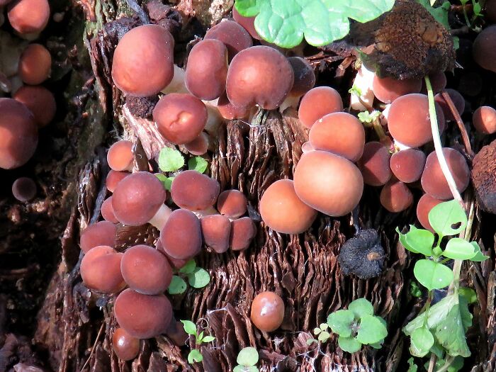 Hey Pandas, Share Photos Of Mushrooms You’ve Found (Closed) Hey Pandas, Share Photos Of Mushrooms You’ve Found (Closed)