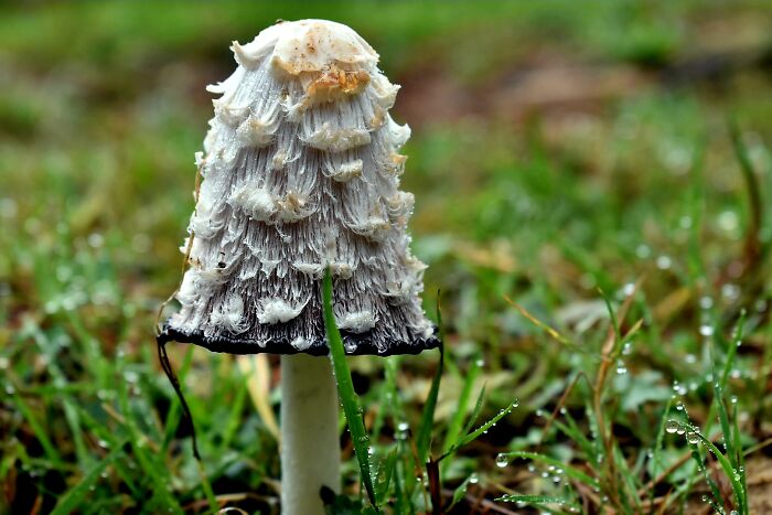 Hey Pandas, Share Photos Of Mushrooms You’ve Found (Closed) Hey Pandas, Share Photos Of Mushrooms You’ve Found (Closed)
