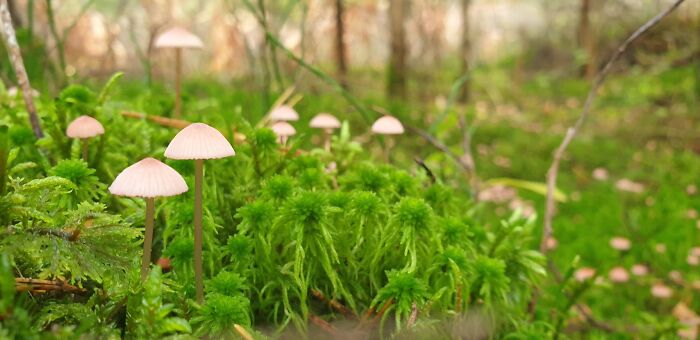 Hey Pandas, Share Photos Of Mushrooms You’ve Found (Closed) Hey Pandas, Share Photos Of Mushrooms You’ve Found (Closed)