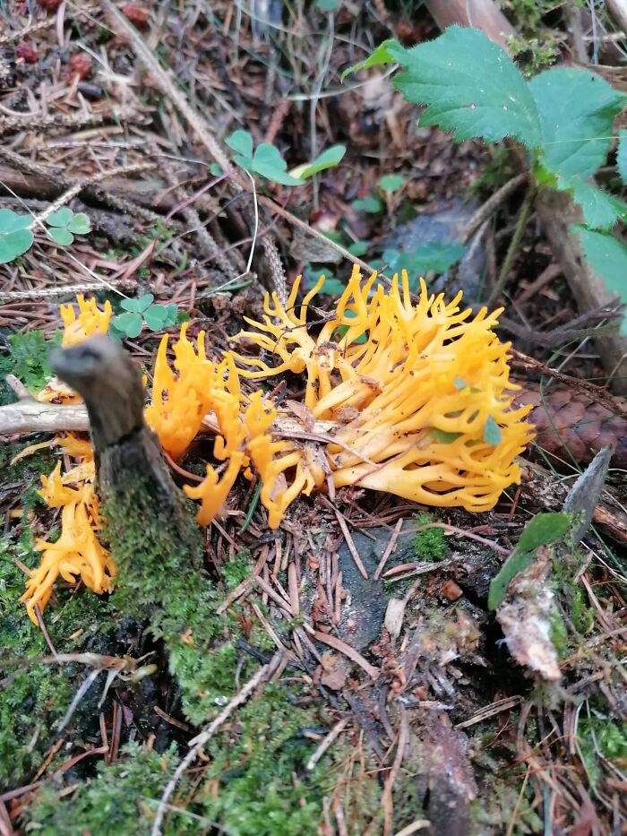 Hey Pandas, Share Photos Of Mushrooms You’ve Found (Closed) Hey Pandas, Share Photos Of Mushrooms You’ve Found (Closed)