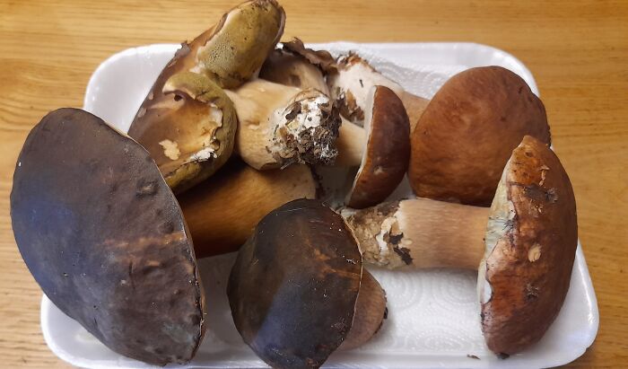 Hey Pandas, Share Photos Of Mushrooms You’ve Found (Closed) Hey Pandas, Share Photos Of Mushrooms You’ve Found (Closed)