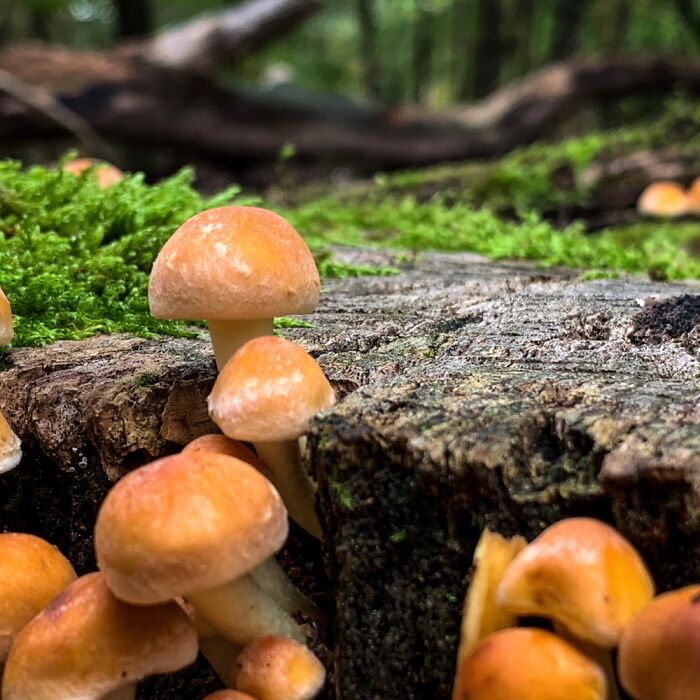 Hey Pandas, Share Photos Of Mushrooms You’ve Found (Closed) Hey Pandas, Share Photos Of Mushrooms You’ve Found (Closed)