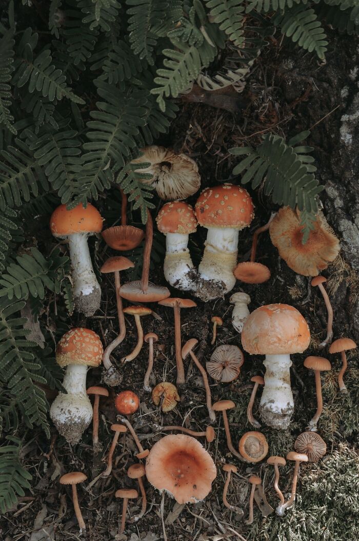 Hey Pandas, Share Photos Of Mushrooms You’ve Found (Closed) Hey Pandas, Share Photos Of Mushrooms You’ve Found (Closed)