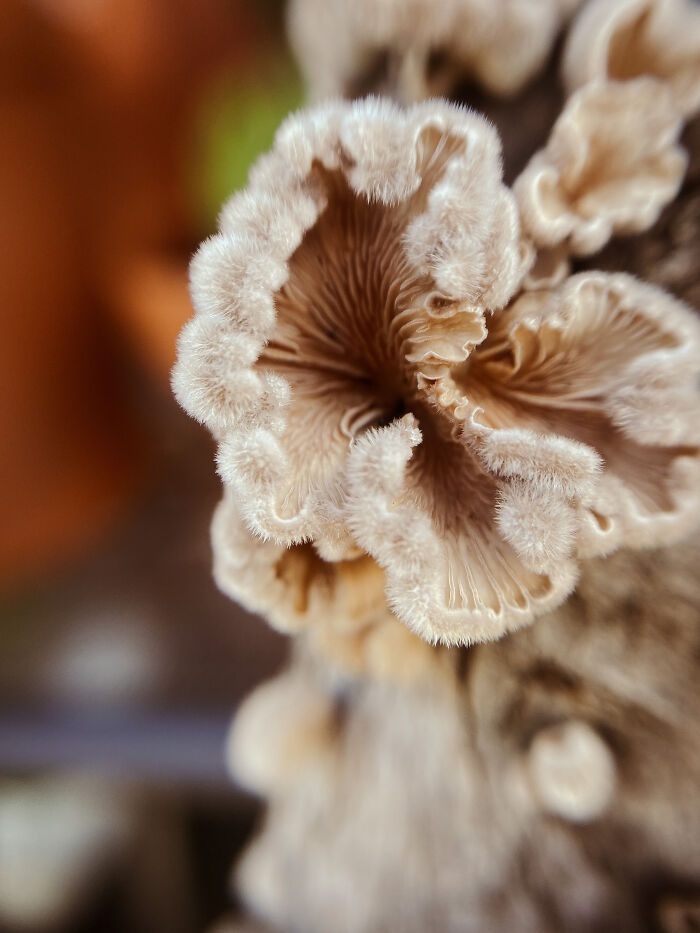 Hey Pandas, Share Photos Of Mushrooms You’ve Found (Closed) Hey Pandas, Share Photos Of Mushrooms You’ve Found (Closed)