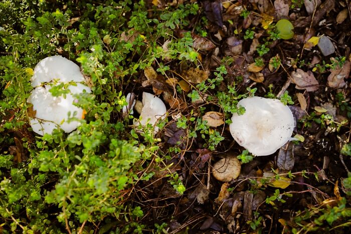 Hey Pandas, Share Photos Of Mushrooms You’ve Found (Closed) Hey Pandas, Share Photos Of Mushrooms You’ve Found (Closed)