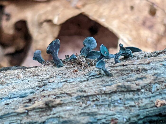 Hey Pandas, Share Photos Of Mushrooms You’ve Found (Closed) Hey Pandas, Share Photos Of Mushrooms You’ve Found (Closed)