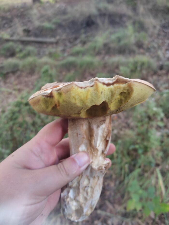 Hey Pandas, Share Photos Of Mushrooms You’ve Found (Closed) Hey Pandas, Share Photos Of Mushrooms You’ve Found (Closed)