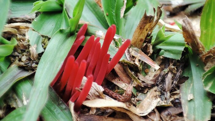 Hey Pandas, Share Photos Of Mushrooms You’ve Found (Closed) Hey Pandas, Share Photos Of Mushrooms You’ve Found (Closed)