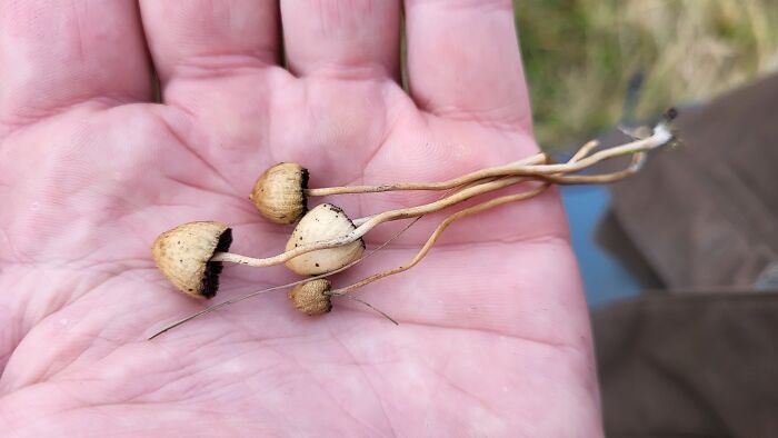 Hey Pandas, Share Photos Of Mushrooms You’ve Found (Closed) Hey Pandas, Share Photos Of Mushrooms You’ve Found (Closed)