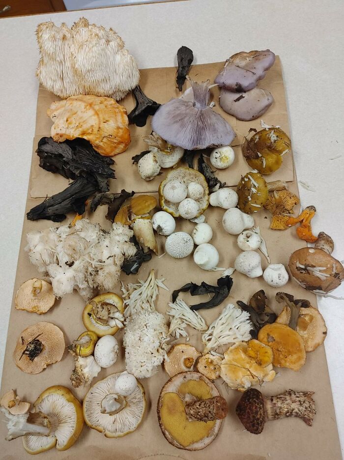 Hey Pandas, Share Photos Of Mushrooms You’ve Found (Closed) Hey Pandas, Share Photos Of Mushrooms You’ve Found (Closed)