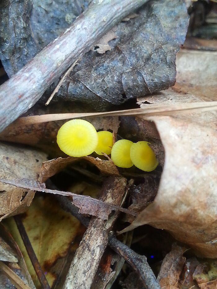 Hey Pandas, Share Photos Of Mushrooms You’ve Found (Closed) Hey Pandas, Share Photos Of Mushrooms You’ve Found (Closed)