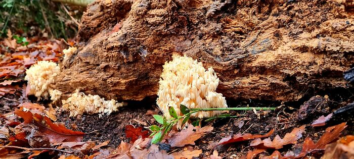 Hey Pandas, Share Photos Of Mushrooms You’ve Found (Closed) Hey Pandas, Share Photos Of Mushrooms You’ve Found (Closed)