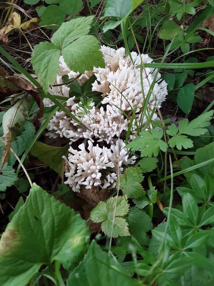 Hey Pandas, Share Photos Of Mushrooms You’ve Found (Closed) Hey Pandas, Share Photos Of Mushrooms You’ve Found (Closed)
