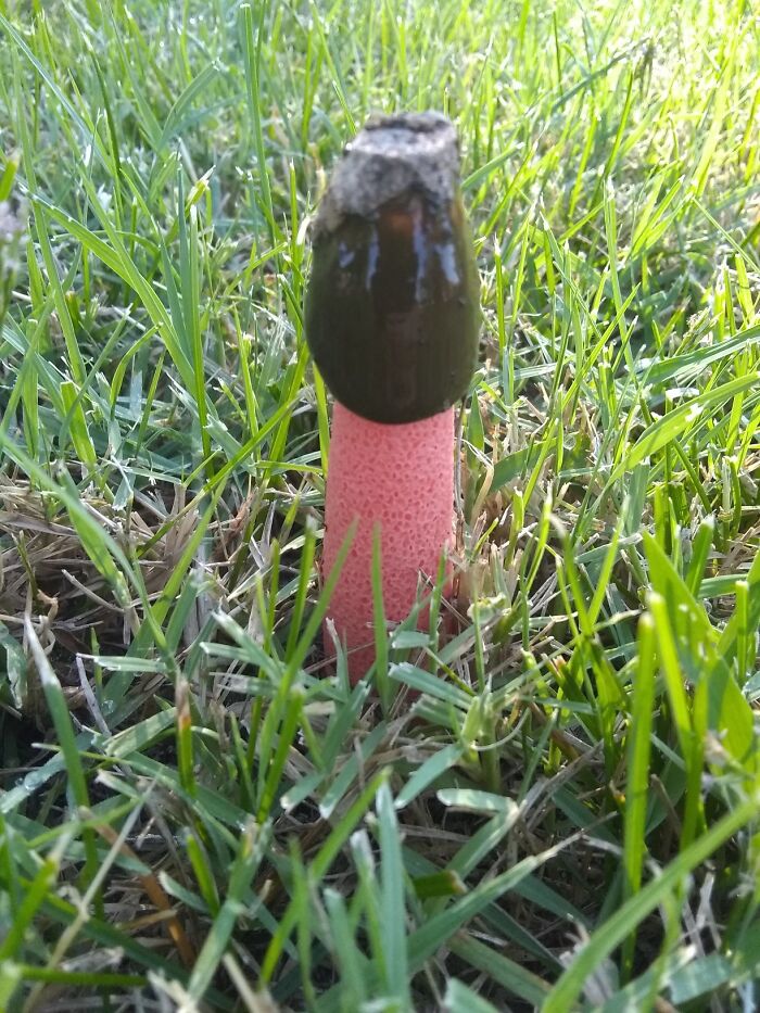 Hey Pandas, Share Photos Of Mushrooms You’ve Found (Closed) Hey Pandas, Share Photos Of Mushrooms You’ve Found (Closed)