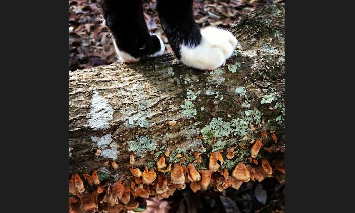 Hey Pandas, Share Photos Of Mushrooms You’ve Found (Closed) Hey Pandas, Share Photos Of Mushrooms You’ve Found (Closed)
