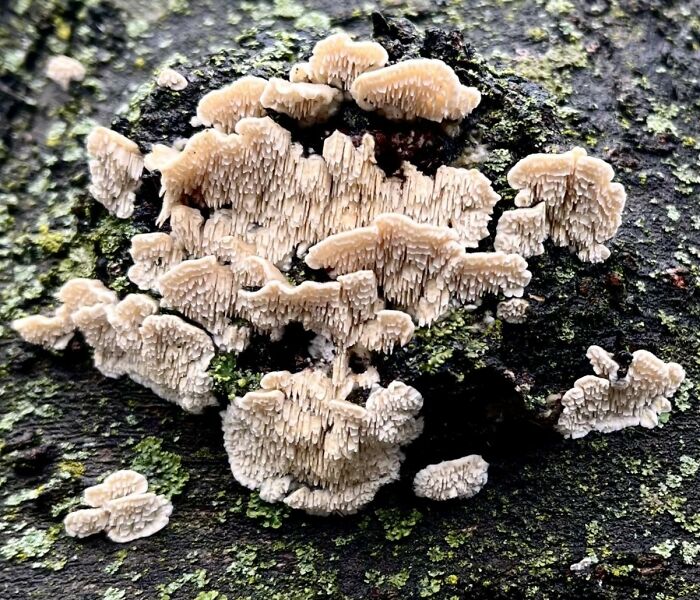 Hey Pandas, Share Photos Of Mushrooms You’ve Found (Closed) Hey Pandas, Share Photos Of Mushrooms You’ve Found (Closed)