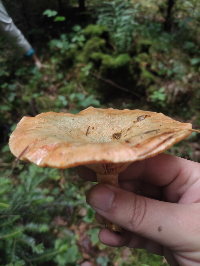 Hey Pandas, Share Photos Of Mushrooms You’ve Found (Closed) Hey Pandas, Share Photos Of Mushrooms You’ve Found (Closed)