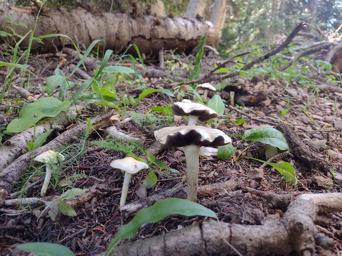 Hey Pandas, Share Photos Of Mushrooms You’ve Found (Closed) Hey Pandas, Share Photos Of Mushrooms You’ve Found (Closed)