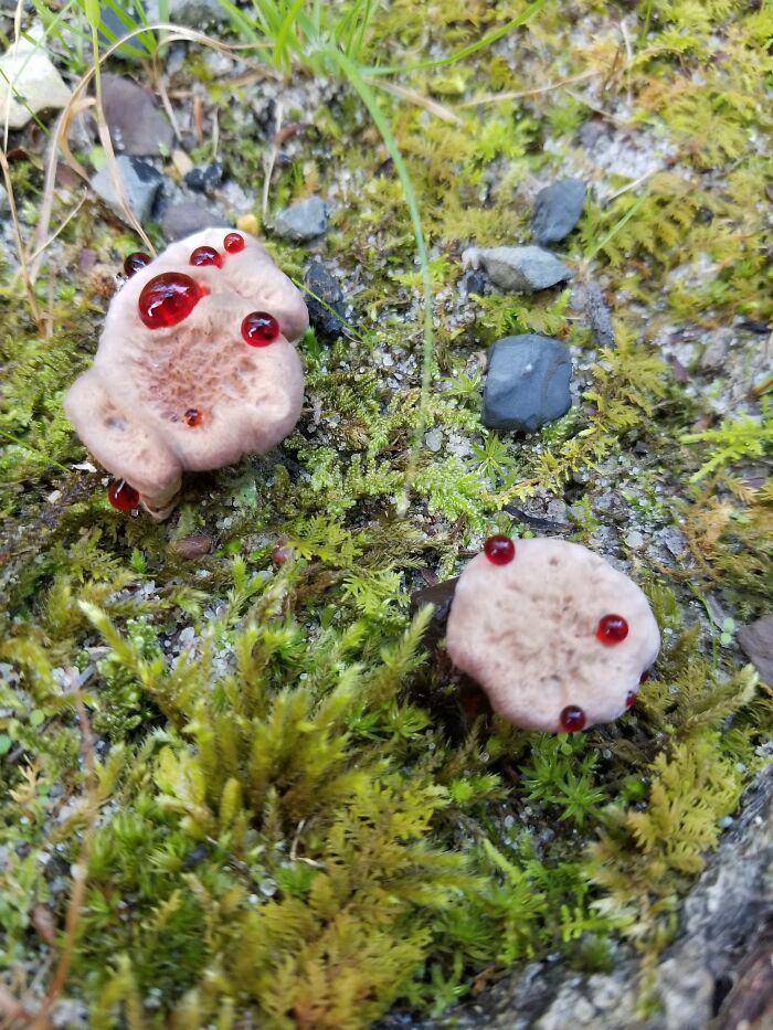 Hey Pandas, Share Photos Of Mushrooms You’ve Found (Closed) Hey Pandas, Share Photos Of Mushrooms You’ve Found (Closed)