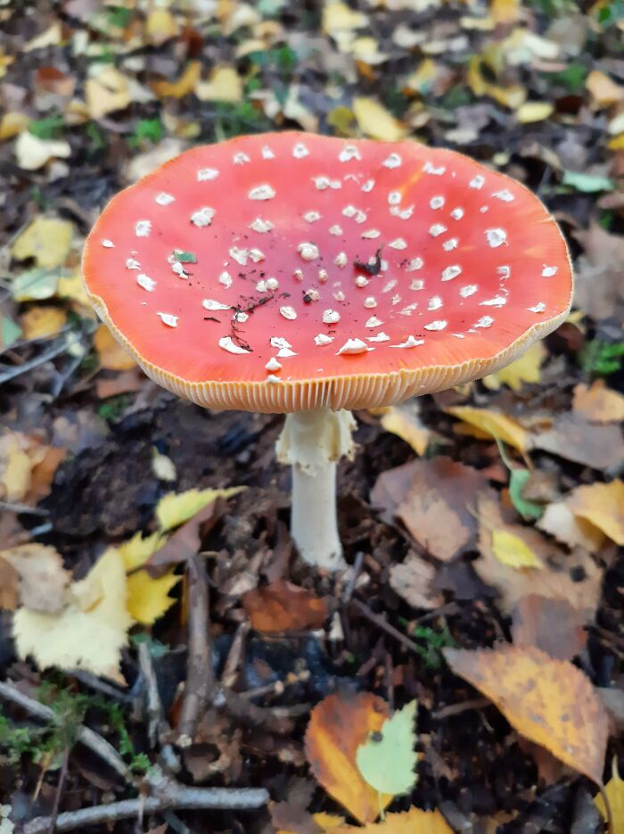 Hey Pandas, Share Photos Of Mushrooms You’ve Found (Closed) Hey Pandas, Share Photos Of Mushrooms You’ve Found (Closed)