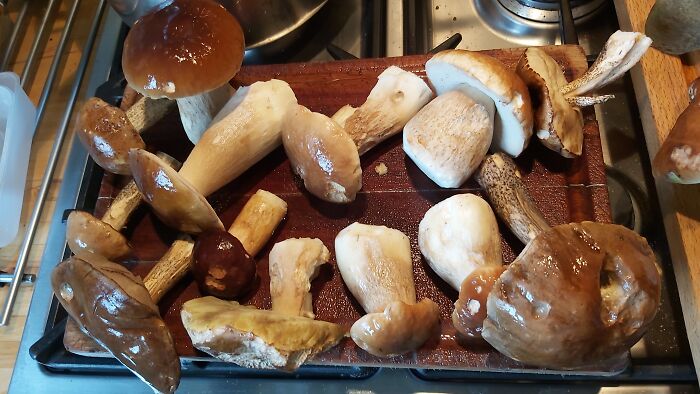 Hey Pandas, Share Photos Of Mushrooms You’ve Found (Closed) Hey Pandas, Share Photos Of Mushrooms You’ve Found (Closed)