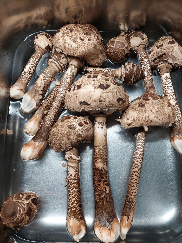 Hey Pandas, Share Photos Of Mushrooms You’ve Found (Closed) Hey Pandas, Share Photos Of Mushrooms You’ve Found (Closed)