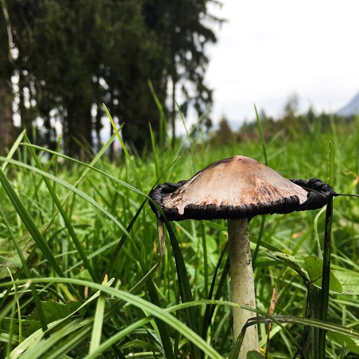 Hey Pandas, Share Photos Of Mushrooms You’ve Found (Closed) Hey Pandas, Share Photos Of Mushrooms You’ve Found (Closed)