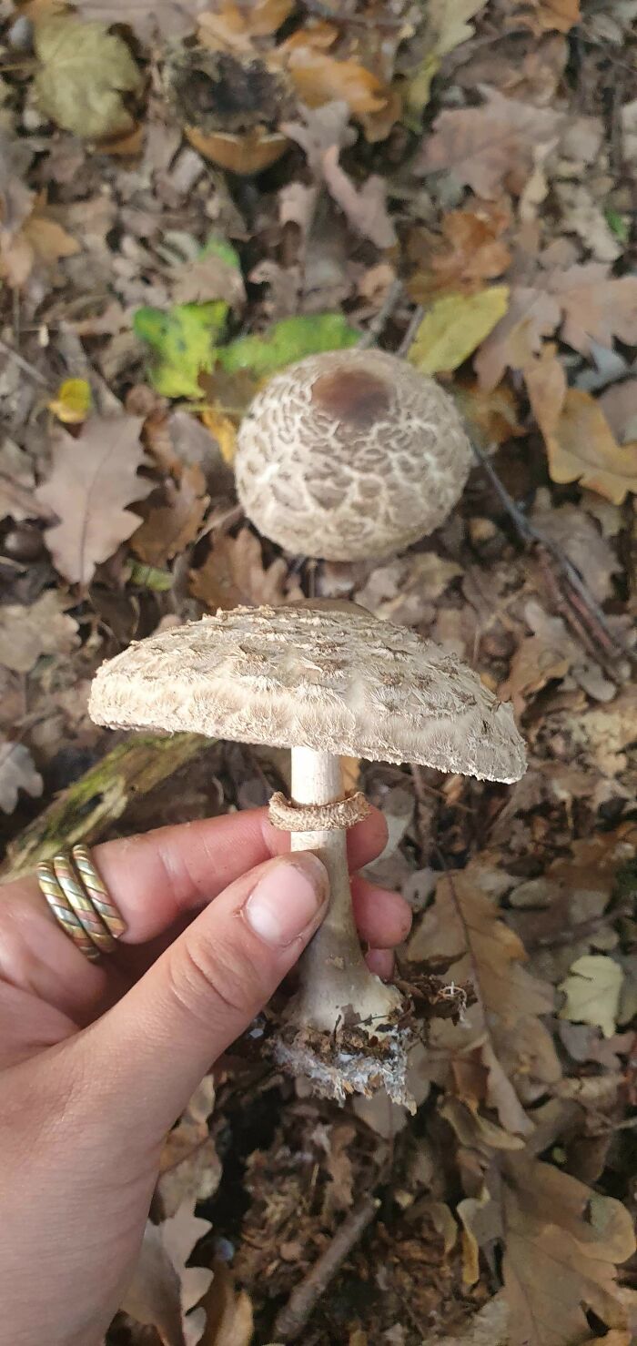 Hey Pandas, Share Photos Of Mushrooms You’ve Found (Closed) Hey Pandas, Share Photos Of Mushrooms You’ve Found (Closed)