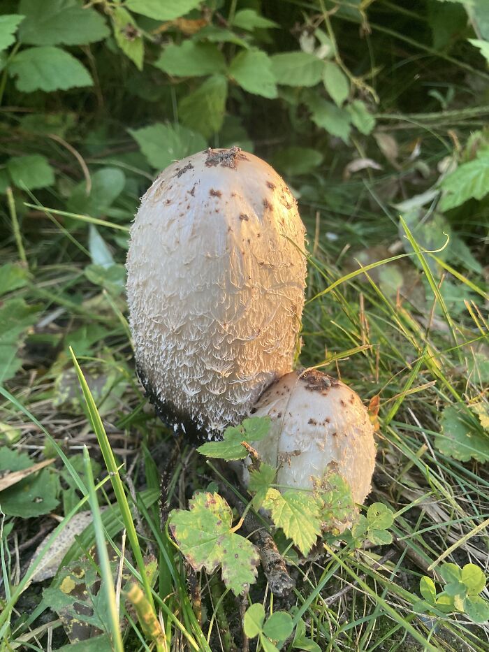 Hey Pandas, Share Photos Of Mushrooms You’ve Found (Closed) Hey Pandas, Share Photos Of Mushrooms You’ve Found (Closed)