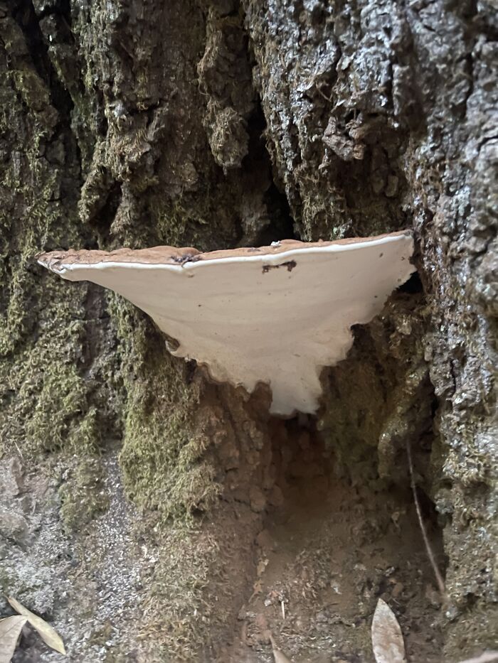 Hey Pandas, Share Photos Of Mushrooms You’ve Found (Closed) Hey Pandas, Share Photos Of Mushrooms You’ve Found (Closed)