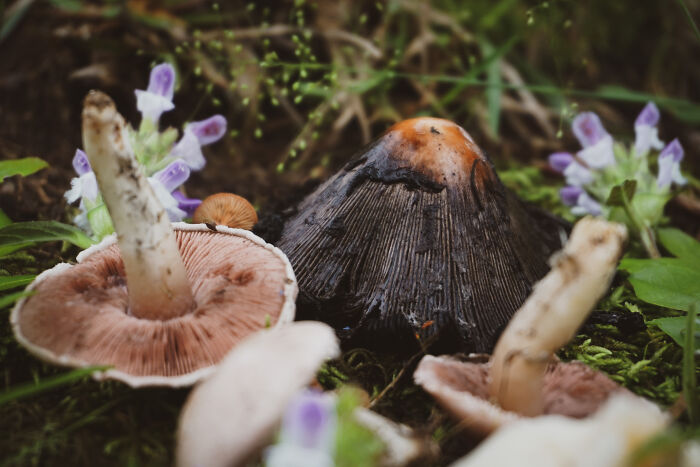Hey Pandas, Share Photos Of Mushrooms You’ve Found (Closed) Hey Pandas, Share Photos Of Mushrooms You’ve Found (Closed)