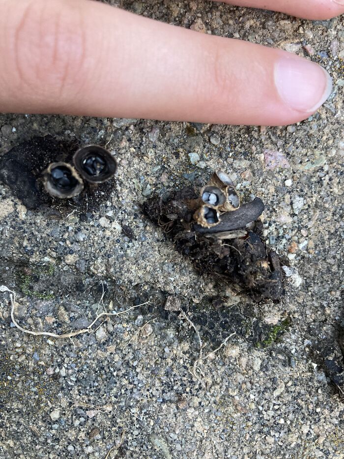 Hey Pandas, Share Photos Of Mushrooms You’ve Found (Closed) Hey Pandas, Share Photos Of Mushrooms You’ve Found (Closed)