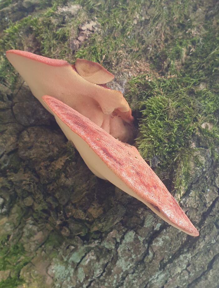 Hey Pandas, Share Photos Of Mushrooms You’ve Found (Closed) Hey Pandas, Share Photos Of Mushrooms You’ve Found (Closed)