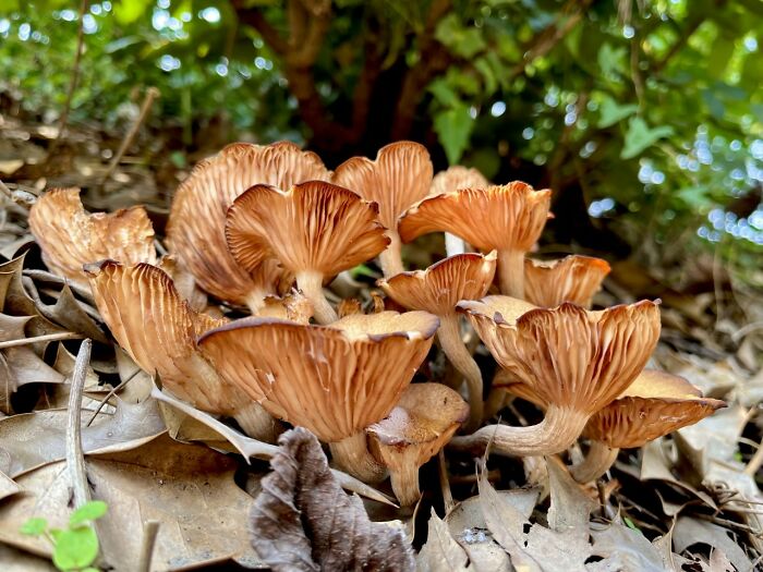 Hey Pandas, Share Photos Of Mushrooms You’ve Found (Closed) Hey Pandas, Share Photos Of Mushrooms You’ve Found (Closed)