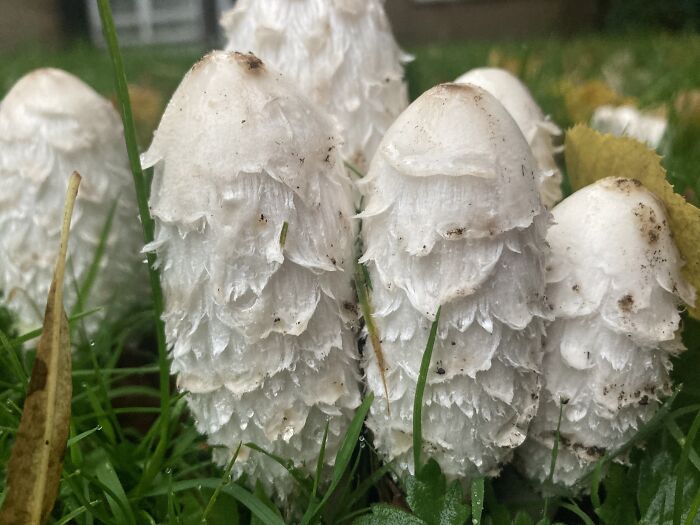 Hey Pandas, Share Photos Of Mushrooms You’ve Found (Closed) Hey Pandas, Share Photos Of Mushrooms You’ve Found (Closed)