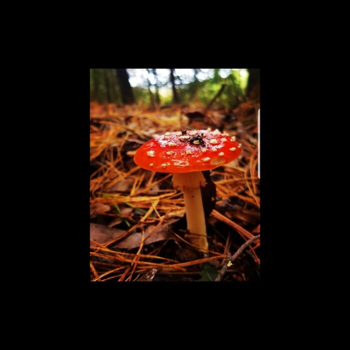 Hey Pandas, Share Photos Of Mushrooms You’ve Found (Closed) Hey Pandas, Share Photos Of Mushrooms You’ve Found (Closed)