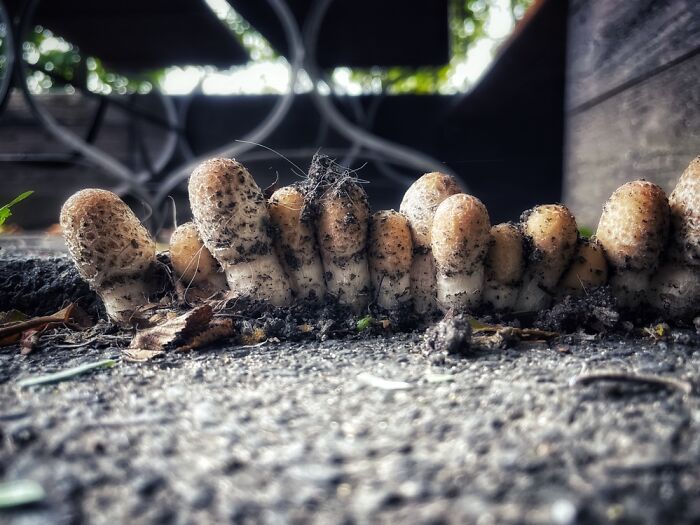 Hey Pandas, Share Photos Of Mushrooms You’ve Found (Closed) Hey Pandas, Share Photos Of Mushrooms You’ve Found (Closed)