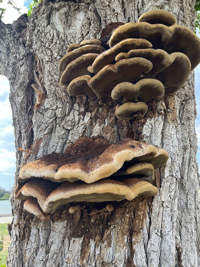 Hey Pandas, Share Photos Of Mushrooms You’ve Found (Closed) Hey Pandas, Share Photos Of Mushrooms You’ve Found (Closed)