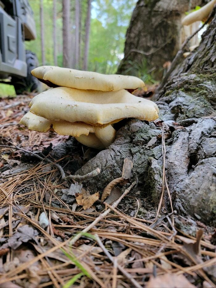 Hey Pandas, Share Photos Of Mushrooms You’ve Found (Closed) Hey Pandas, Share Photos Of Mushrooms You’ve Found (Closed)