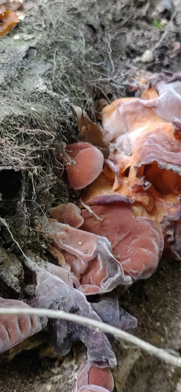 Hey Pandas, Share Photos Of Mushrooms You’ve Found (Closed) Hey Pandas, Share Photos Of Mushrooms You’ve Found (Closed)