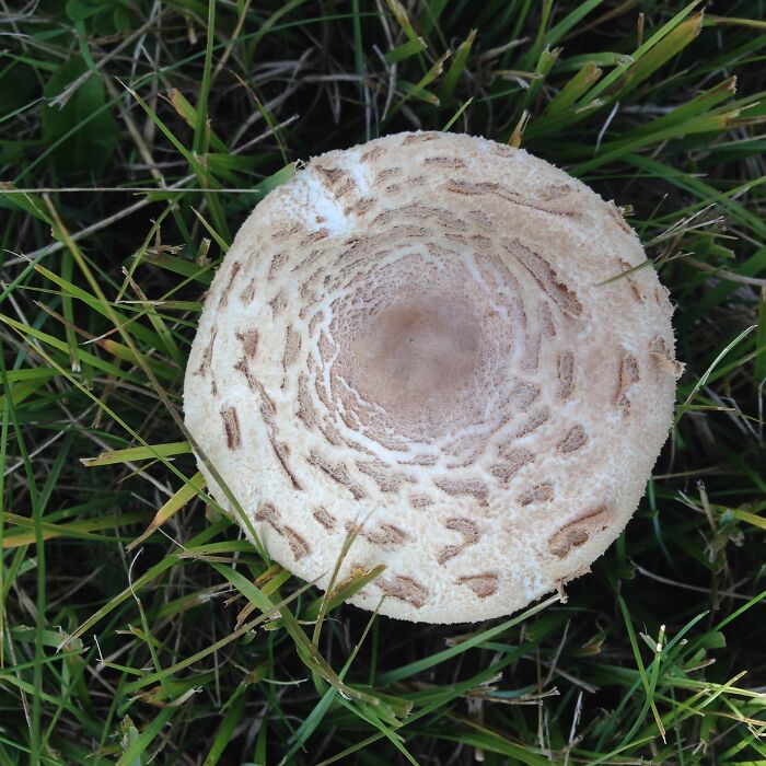 Hey Pandas, Share Photos Of Mushrooms You’ve Found (Closed) Hey Pandas, Share Photos Of Mushrooms You’ve Found (Closed)