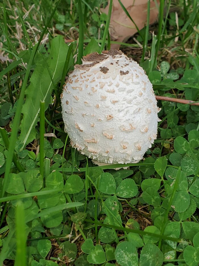 Hey Pandas, Share Photos Of Mushrooms You’ve Found (Closed) Hey Pandas, Share Photos Of Mushrooms You’ve Found (Closed)