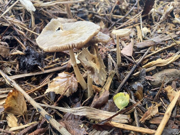 Hey Pandas, Share Photos Of Mushrooms You’ve Found (Closed) Hey Pandas, Share Photos Of Mushrooms You’ve Found (Closed)