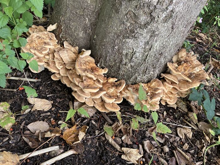 Hey Pandas, Share Photos Of Mushrooms You’ve Found (Closed) Hey Pandas, Share Photos Of Mushrooms You’ve Found (Closed)
