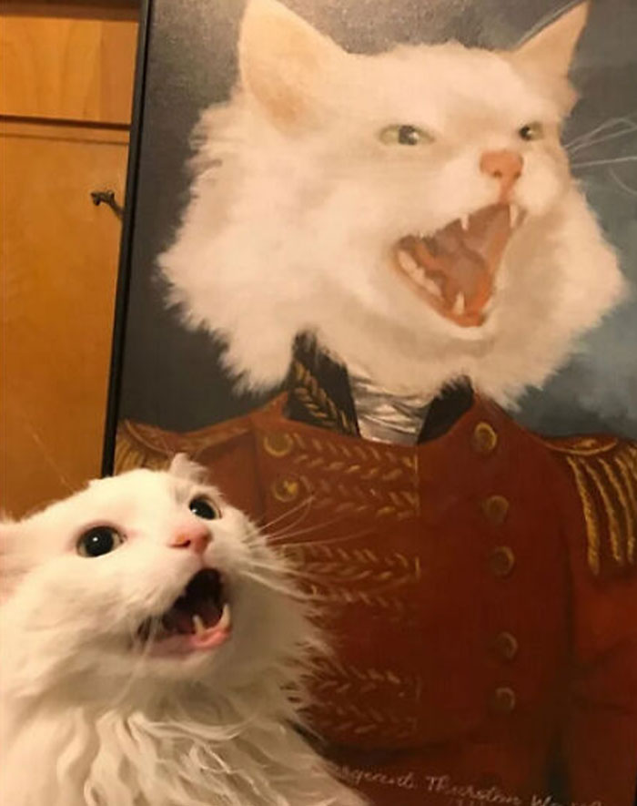 41 Of The Funniest Photos Of People And Animals Sitting Under Pics That Resemble Them, As Shared By This Online Group