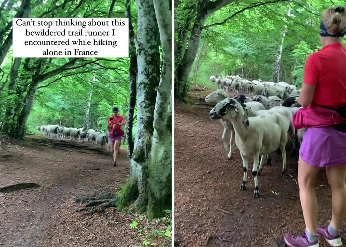 Flock Of Lost Sheep Trots Behind Confused Runner As She Accidentally Becomes Their Leader Flock Of Lost Sheep Trots Behind Confused Runner As She Accidentally Becomes Their Leader