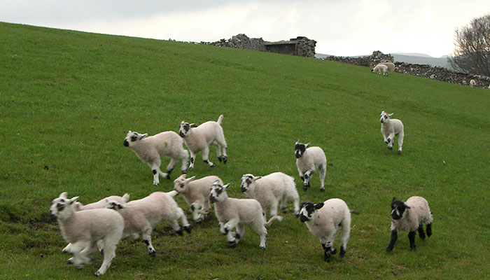 Flock Of Lost Sheep Trots Behind Confused Runner As She Accidentally Becomes Their Leader Flock Of Lost Sheep Trots Behind Confused Runner As She Accidentally Becomes Their Leader