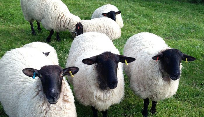 Flock Of Lost Sheep Trots Behind Confused Runner As She Accidentally Becomes Their Leader Flock Of Lost Sheep Trots Behind Confused Runner As She Accidentally Becomes Their Leader