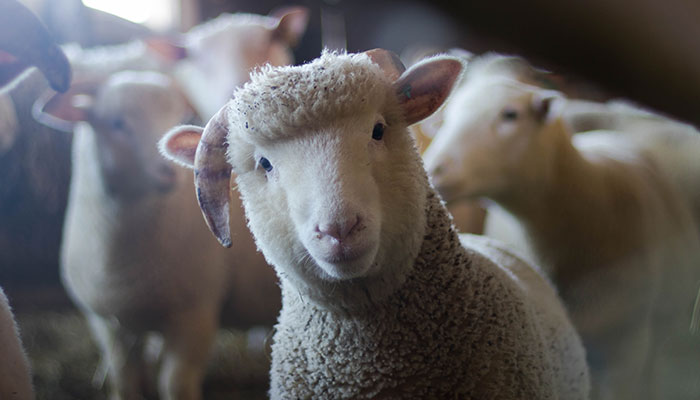 Flock Of Lost Sheep Trots Behind Confused Runner As She Accidentally Becomes Their Leader Flock Of Lost Sheep Trots Behind Confused Runner As She Accidentally Becomes Their Leader